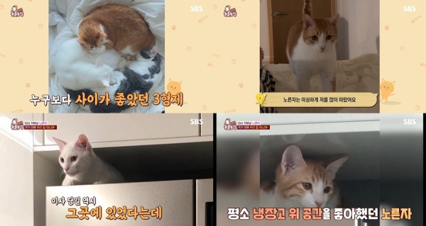 [SBS TV Animal Farm] Cat Yolk, no matter how much you hate moving, what should you do if the tenant evicts you after 10 days?