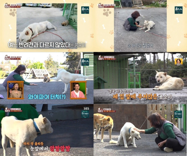 [SBS TV Animal Farm] Kongsuni, a dog who gets angry right in front of you with a Bluetooth high-five, highest viewership rating of 3.2%