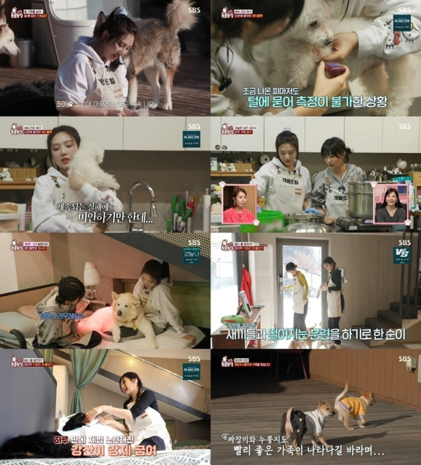 [SBS TV Animal Farm] Joy & Seulgi succeed in transforming into perfect butlers for 11 dogs in one day