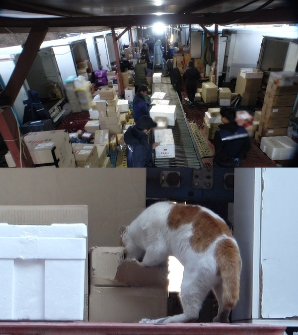 [SBS TV Animal Farm] Courier distribution center cat thieves, narcissistic duck, mallard