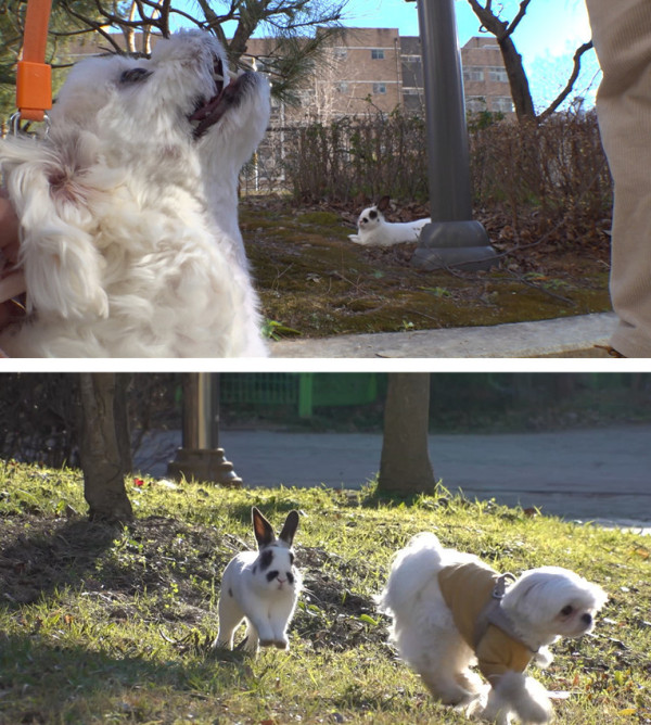 [SBS TV Animal Farm] Dog-loving rabbit ‘Panda’, please open your heart!