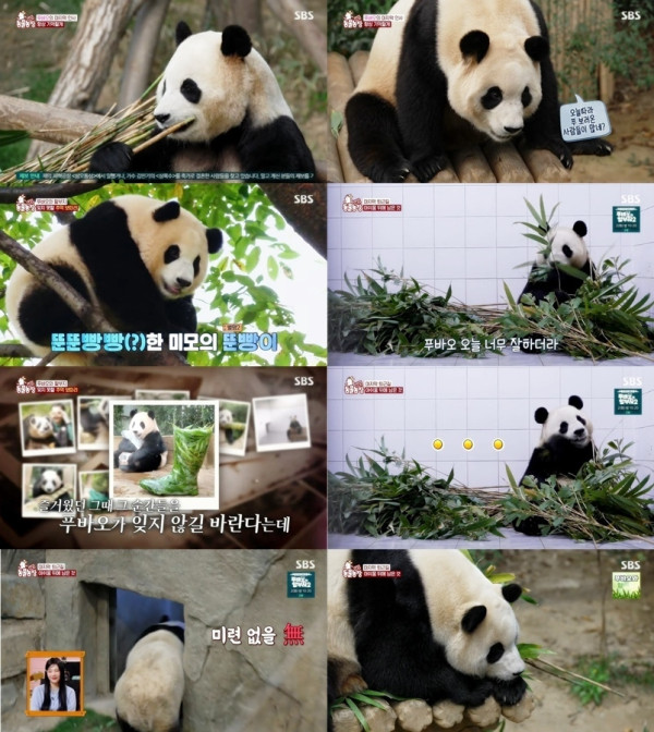 [SBS TV Animal Farm] The breakup finally came, and Fu Bao coolly left the last day of work.