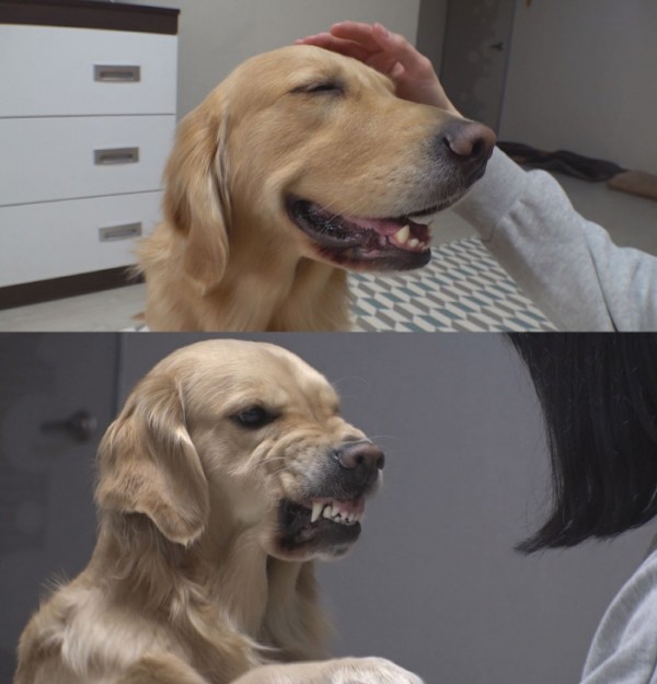 When this happens, the two-faced retriever turns 180 degrees.