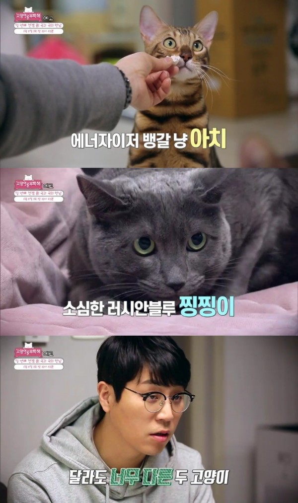 'Please take care of the cat' Bangal Arch vs. Love Frowning
