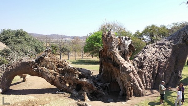 Docs Insight's Millennium Death, Baobab Warning