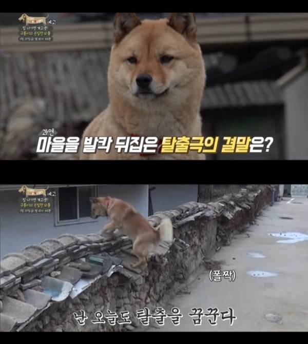 'No dog in the world'