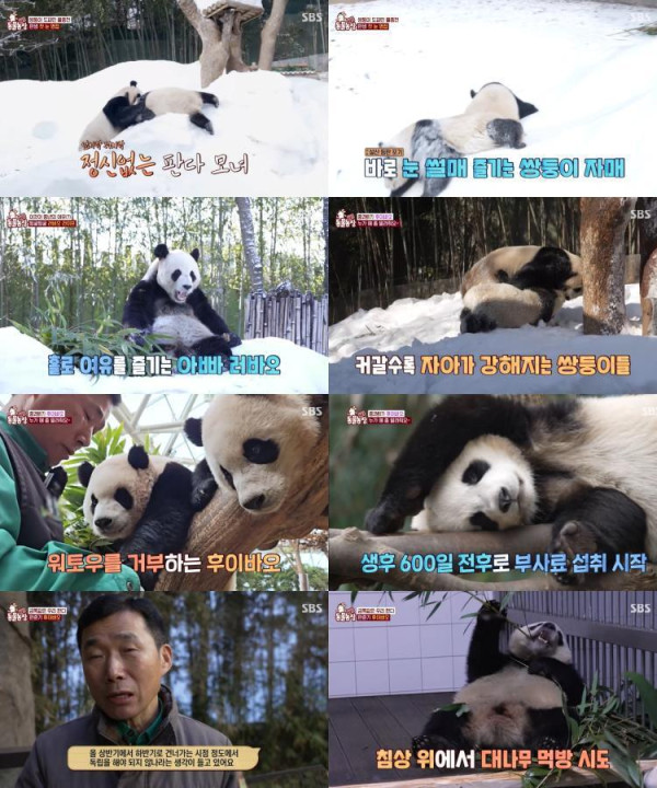 [SBS TV Animal Farm] Puberty Pannana Too Too up to 7.1% of the viewership