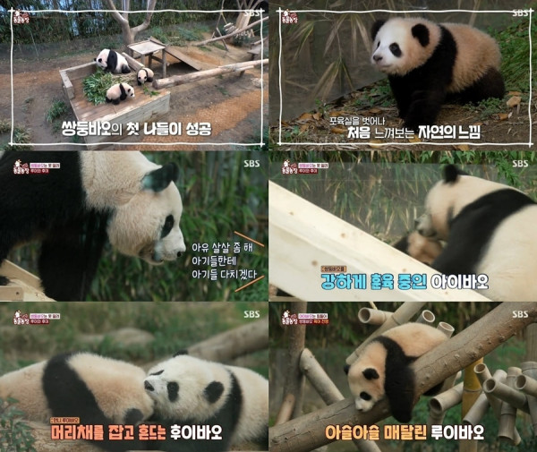 [SBS TV Animal Farm] Twin Bao’s trouble gauge surpasses Fu Bao’s