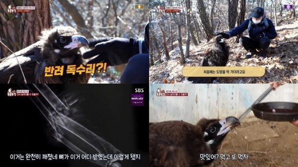 [SBS TV Animal Farm] Baby eagle came to live but lost its wings