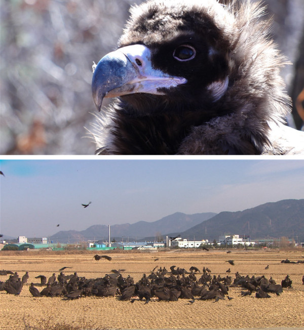 [SBS TV Animal Farm] Eagle's SOS, Jjang-ah, a dog walking in a handstand position