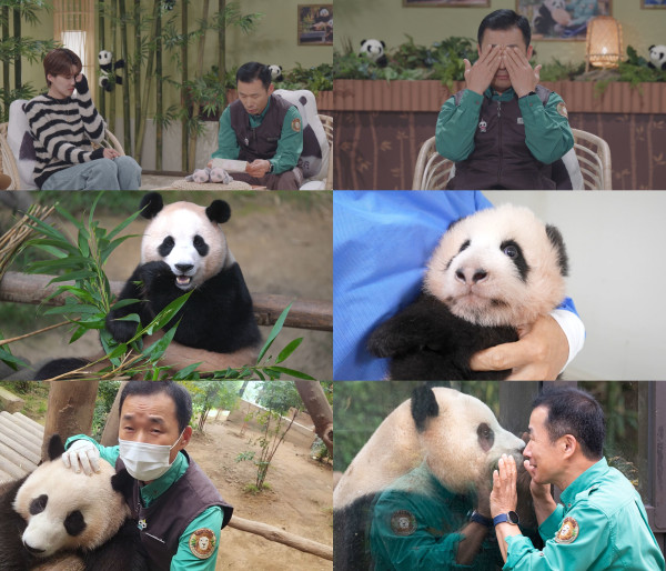 [SBS Fu Bao and Installments] Kang Bao-> Fu Bao, don’t forget the love you received!