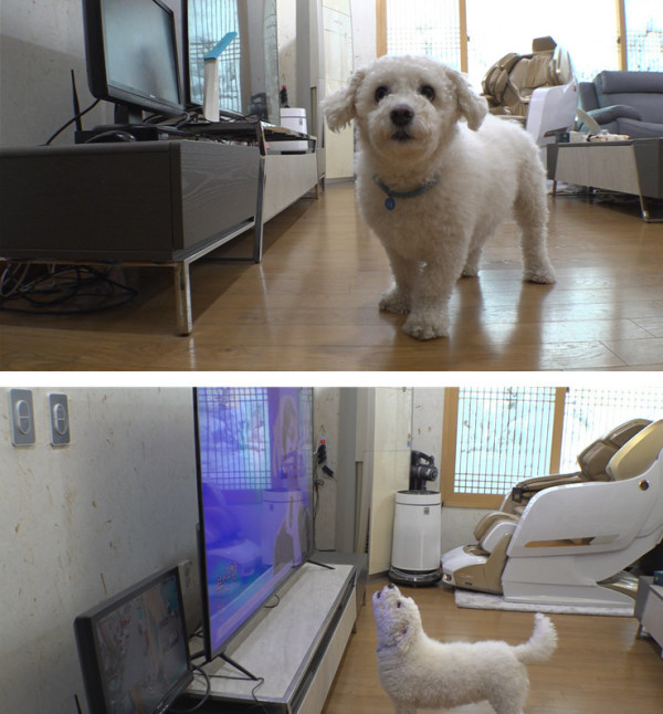 [SBS TV Animal Farm] Mr. Trot Dog, Goodbye Fubao② The eternal baby panda Fubao, the final story