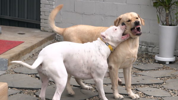 <Dogs are great> The first time ever that ‘dogs are great’!