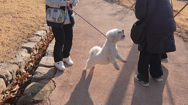 <Dogs are Excellent> Kang Hyeong-wook also acknowledged the appearance of a ‘neighborhood gangster dog’ who threatens the safety of not only the guardian but also the residents of the neighborhood... What is the situation of the guardian who says that eve