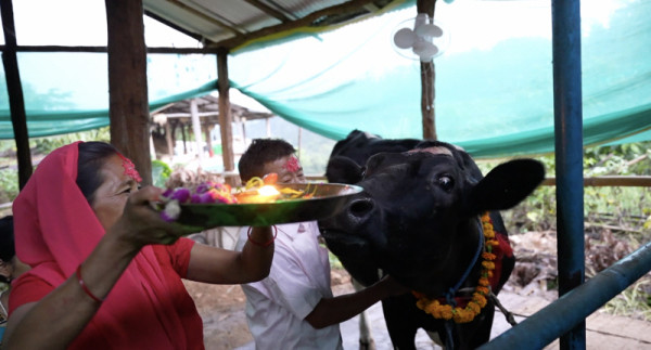 <Documentary ON> What happened to the 101 Korean dairy cows that went to Nepal?