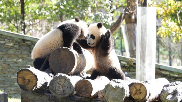<Report by Correspondent The World Is Now> What is the new home of ‘Superstar Panda’ Fubao, China’s ‘Sunsun Ping’?