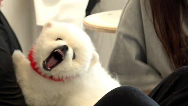 <Dogs are great> A fearful dog that changes from a ‘cute’ to a ‘fierce dog’ at any given time <Salgeumi>