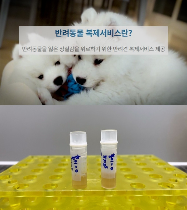 [SBS News Story] Would you like to clone your pet?