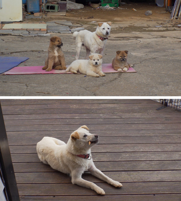 [SBS TV Animal Farm] The princess, the nuisance mom, the three little pigs, and the twin pandas still can't stop them