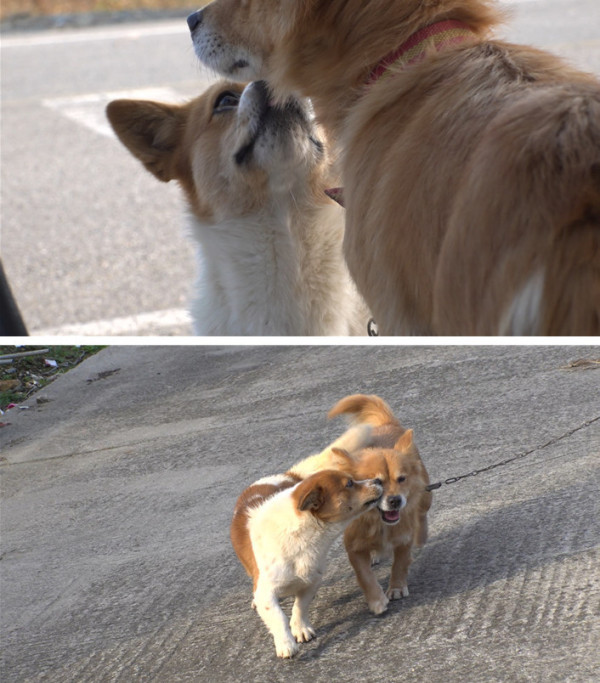 [SBS TV Animal Farm] Ippeuni, a stray dog ​​who only knows how to be smart, the yogurt lady and Jackie