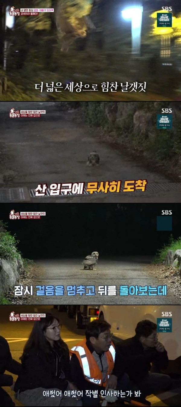 [SBS TV Animal Farm] Thank you, the first flight of the owl, the highest audience rating of 6.2%↑
