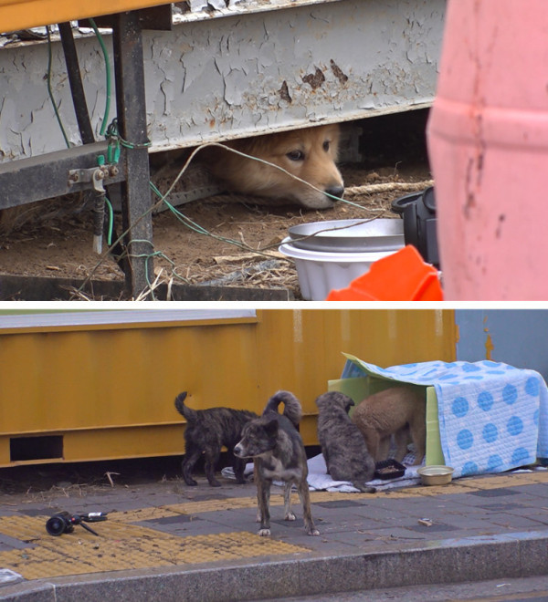 [SBS TV Animal Farm] Wild dog family separation, Bao family childcare war