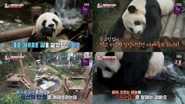 [SBS TV Animal Farm] The Bao family's stress level soars to the sky