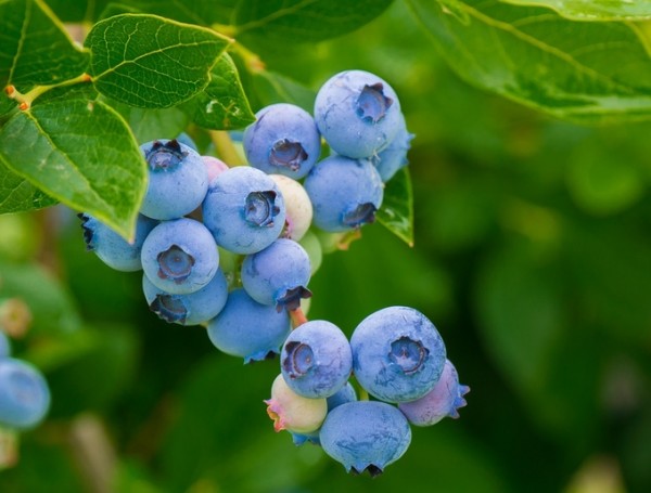 I bought a lot of ‘blueberries’ or I couldn't