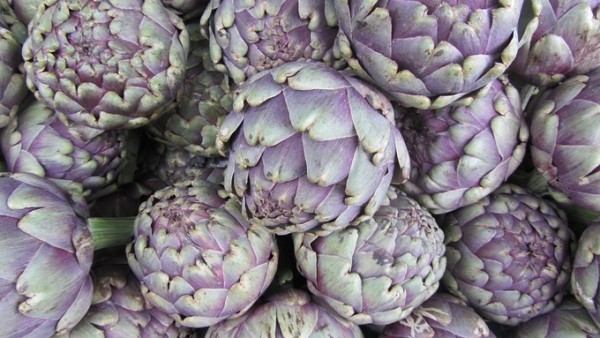 ‘Artichoke Care’ leaves and roots contain a lot of thinning ingredients