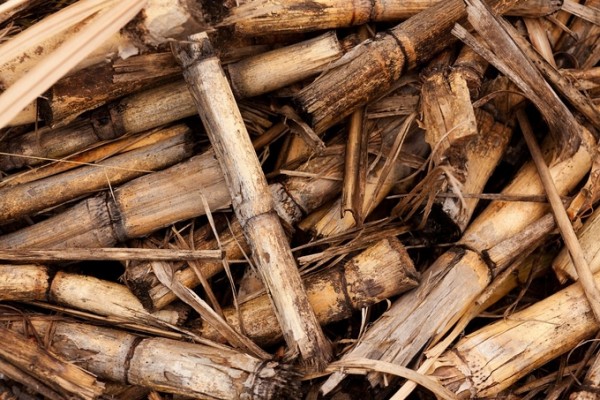 It is important to keep the recommended daily amount of policosanol sugarcane extract,