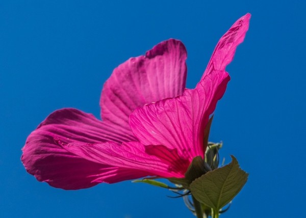 “Hibiscus leaf, eating, tea eating, tea efficacy and side effects” are good for hypertensive patients, lower blood pressure