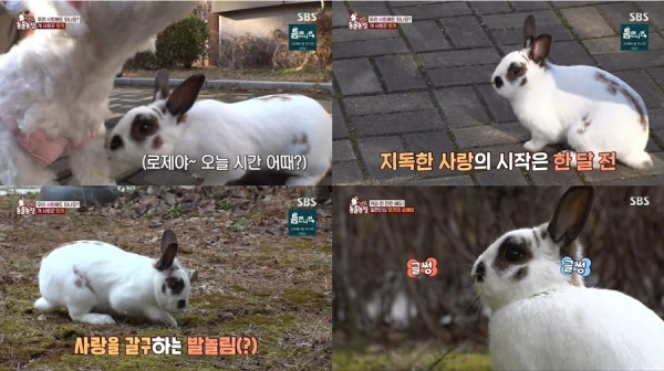[SBS TV Animal Farm] Panda Rabbit's love for puppies, I love all puppies, not just you