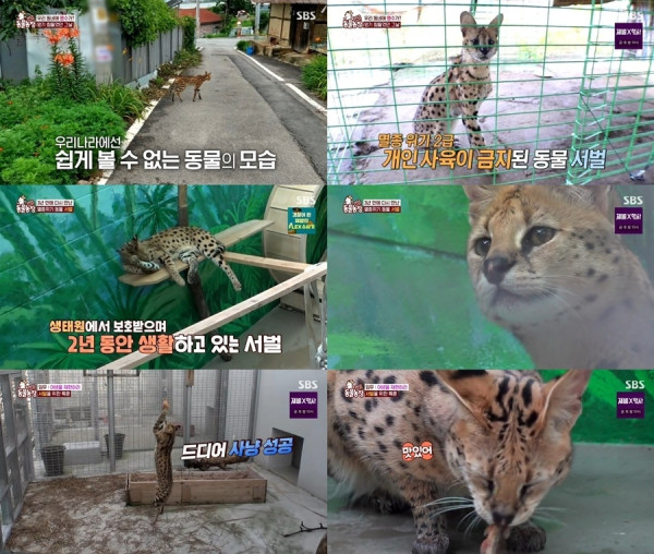 [SBS TV Animal Farm] An endangered serval rescued from a rural village three years ago makes a fresh start in Sanctuary, USA