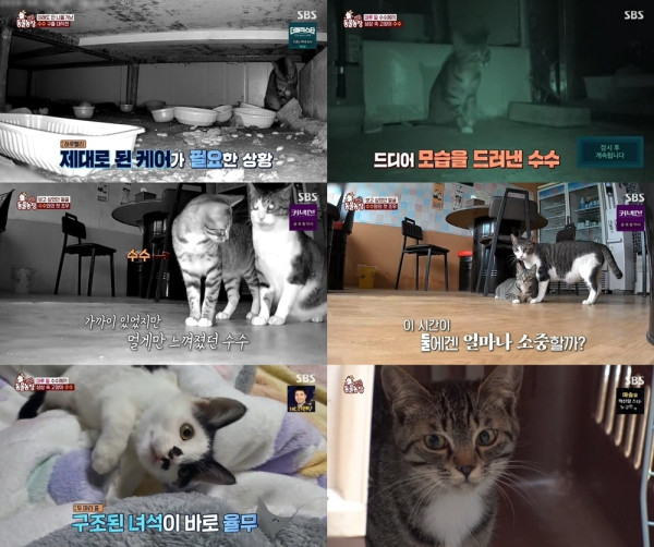[SBS TV Animal Farm] After 7 months, I gave up living under the floor and returned to my family.